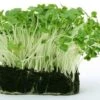 Cress - Seed -Outdoor Garden Store cress growing 500