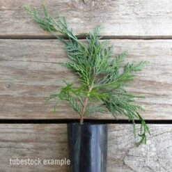 Cupressocyparis Naylors Blue - Leyland Cypress -Outdoor Garden Store cupressocyparis naylors blue 1 edited