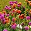 Dahlia Pompon Mix - Seed -Outdoor Garden Store dahlia pompoms