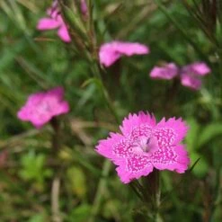 Dianthus - Maiden Pink - Seed -Outdoor Garden Store dianthus maiden 2