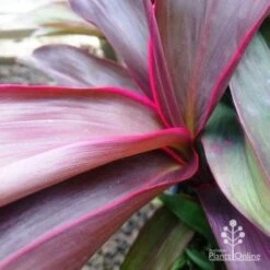 Featured Products -Outdoor Garden Store dsc 6441 2