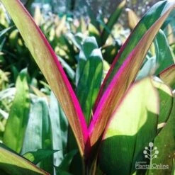 Cordyline Fruticosa Purple Prince -Outdoor Garden Store dsc 6544 2