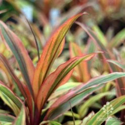 Cordyline Fruticosa Early Morning Diamond -Outdoor Garden Store emd plant