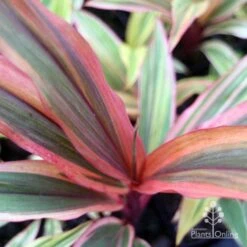 Cordyline Fruticosa Early Morning Diamond -Outdoor Garden Store emd top view