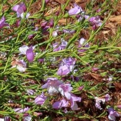 Eremophila Summertime Blue - Emu Bush 13 Eremophila Summertime Blue - Emu Bush -Outdoor Garden Store eremophila summertime blue flickr cultivar413 crop