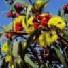 Australian Wildflower Illyarrie Redcap Gum - Seed -Outdoor Garden Store eucalyptus illyarrie redcap