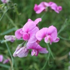 Sweet Pea Everlasting Mix - Seed -Outdoor Garden Store everlasting pea pink closeup
