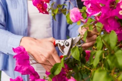 Felco 14 Secateurs -Outdoor Garden Store felco 14 2 42744.1683527873