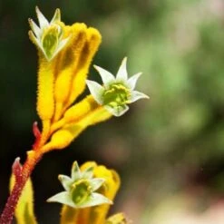 Anigozanthos Yellow Gem - Kangaroo Paw -Outdoor Garden Store flannel flowers yellow 2 1