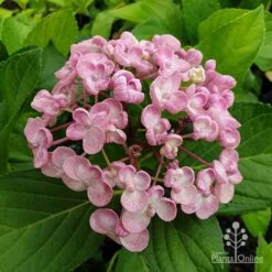 Hydrangea Ayesha 14 Hydrangea Ayesha -Outdoor Garden Store hydrangea ayesha flower