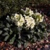 Hellebore Ice Breaker Max - Winter Rose -Outdoor Garden Store iice breaker max garden