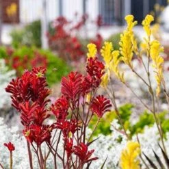 Australian Wildflower Kangaroo Paw - Seed -Outdoor Garden Store kangaroo paws red yellow