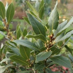 Laurus Nobilis - Bay Tree -Outdoor Garden Store laurel bay tree 500 1