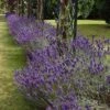 Lavender English Munstead - Seed -Outdoor Garden Store lavender border english