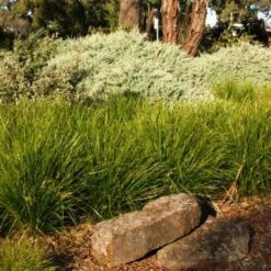 Lomandra Lime Tuff -Outdoor Garden Store lime tuff border 1