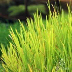 Lomandra Lime Tuff -Outdoor Garden Store lime tuff colour