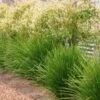 Lomandra Lime Tuff -Outdoor Garden Store lime tuff on fence 1