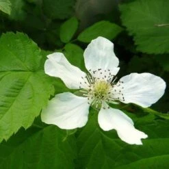 Loganberry -Outdoor Garden Store loganberry flower