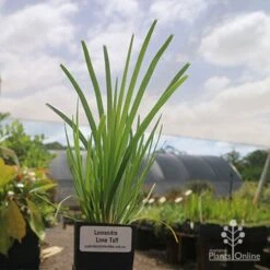 Featured Products -Outdoor Garden Store lomanndra lime tuff tubestock