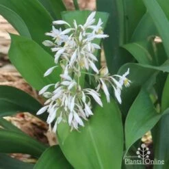 Matapouri Bay - Arthropodium 21 Matapouri Bay - Arthropodium -Outdoor Garden Store matapouri flowers in nursery 1