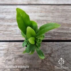 Microsorum Green Flame Fern -Outdoor Garden Store microsorum green flame 2