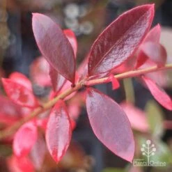 Blueberry Misty 20 Blueberry Misty -Outdoor Garden Store misty blueberry autumn colour