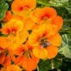 Nasturtium Alaska Salmon Variegated - Seed -Outdoor Garden Store nasturtium alaska bee