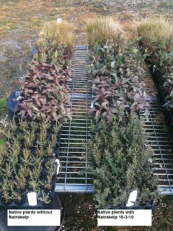 Natrakelp 18-3-10 -Outdoor Garden Store native 18 3 10 97906.1662942632