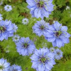 Nigella Miss Jekyll - Love In A Mist - Seed -Outdoor Garden Store nigella group