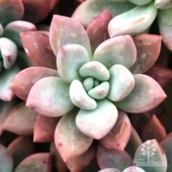 Graptoveria Opalina - Succulent -Outdoor Garden Store opalina img 4686