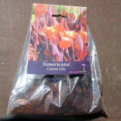 Canna Americana - 1 Bulb -Outdoor Garden Store pack canna americana