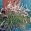 Pennisetum Alopecuroides - Swamp Fountain Grass -Outdoor Garden Store pennisetum alupec 1