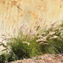 Pennisetum Alopecuroides - Swamp Fountain Grass -Outdoor Garden Store pennisetum swamp grass rock