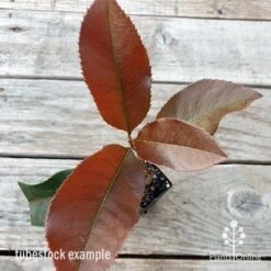 Photinia Black Jack -Outdoor Garden Store photinia black jack 1