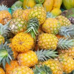 Pineapple Pure Gold -Outdoor Garden Store pineapple gold 500