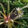 Pineapple Pure Gold -Outdoor Garden Store pineapple on stalk