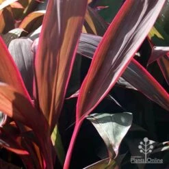Cordyline Fruticosa Purple Prince -Outdoor Garden Store purple prince leaf colour