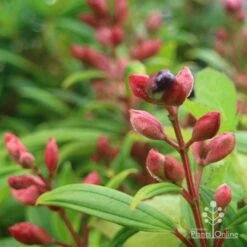 Tibouchina Purple Star -Outdoor Garden Store purple star buds rain