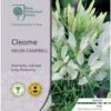 Cleome - Spider Flower - Seed -Outdoor Garden Store rhs cleome