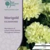 Marigold Kilimanjaro White - Seed -Outdoor Garden Store rhs marigold kilimanjaro