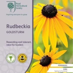 Rudbeckia - Seed -Outdoor Garden Store rhs rudbeckia