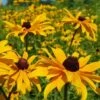 Rudbeckia - Seed -Outdoor Garden Store rudbeckia feld 3