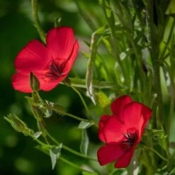 Flax Scarlet - Seed -Outdoor Garden Store scarlet flax 1