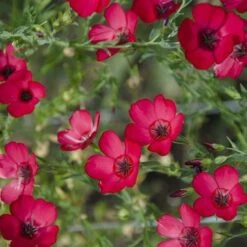 Flax Scarlet - Seed -Outdoor Garden Store scarlet flax 4