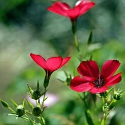 Flax Scarlet - Seed -Outdoor Garden Store scarlet flax 5