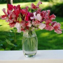 Sweet Pea Ripple Mix - Seed 7 Sweet Pea Ripple Mix - Seed -Outdoor Garden Store sweet peas flickr julie