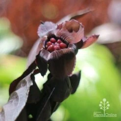 Bat Plant - Tacca -Outdoor Garden Store tacca flower closeup