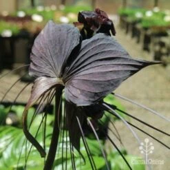 Bat Plant - Tacca -Outdoor Garden Store tacca in nursery back
