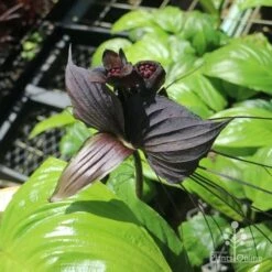 Bat Plant - Tacca -Outdoor Garden Store tacca in nursery top