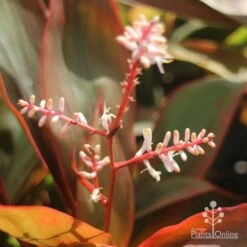 Cordyline Fruticosa Tangelo -Outdoor Garden Store tangelo cordyline flower